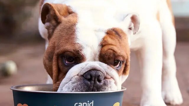 canid